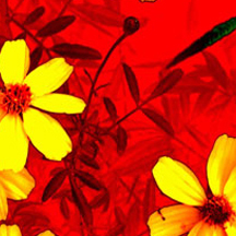 自动攻击网站工具下载